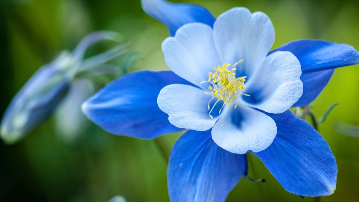 delfínio flor azul
