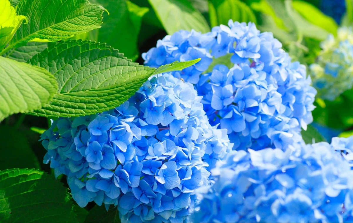 rosa azul existe