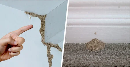 sinais de cupim de madeira seca