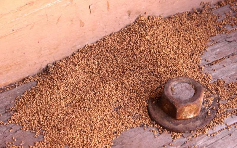 diferença entre fezes de cupim e broca