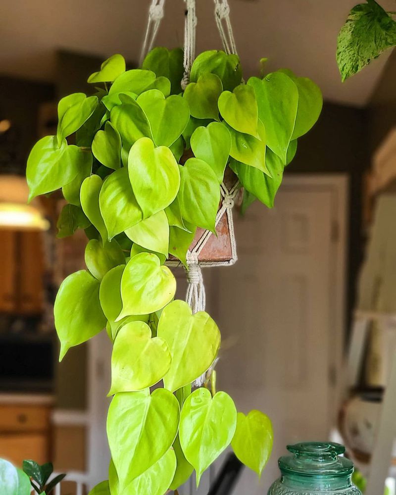 Filodendro verde