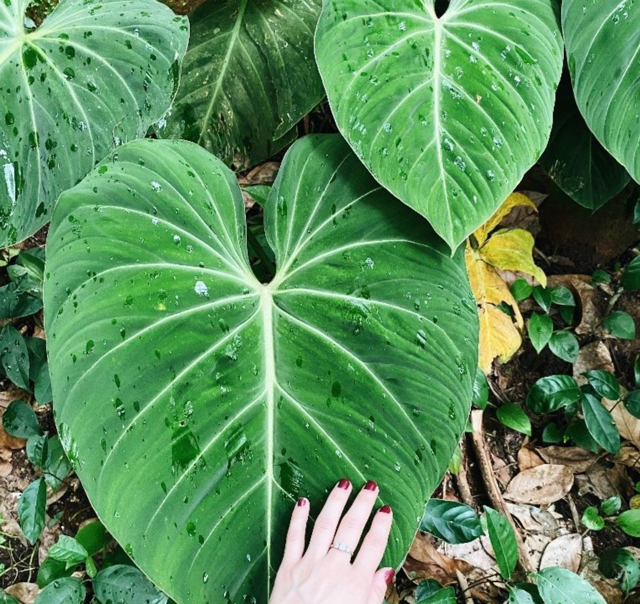 Philodendron hederaceum