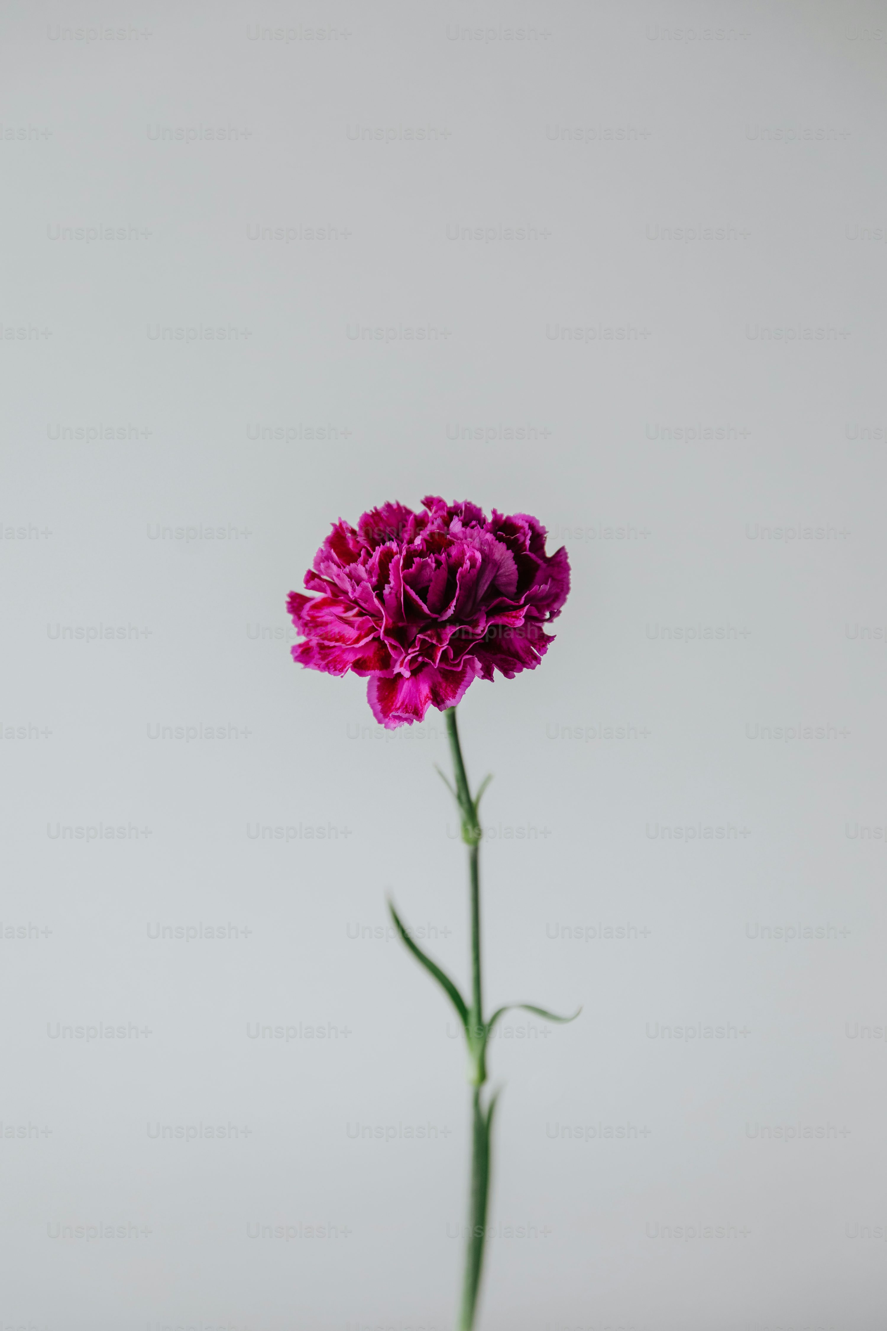 flores mais bonitas do mundo