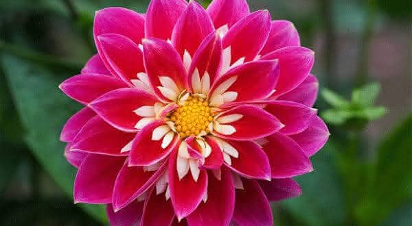 flores de interior