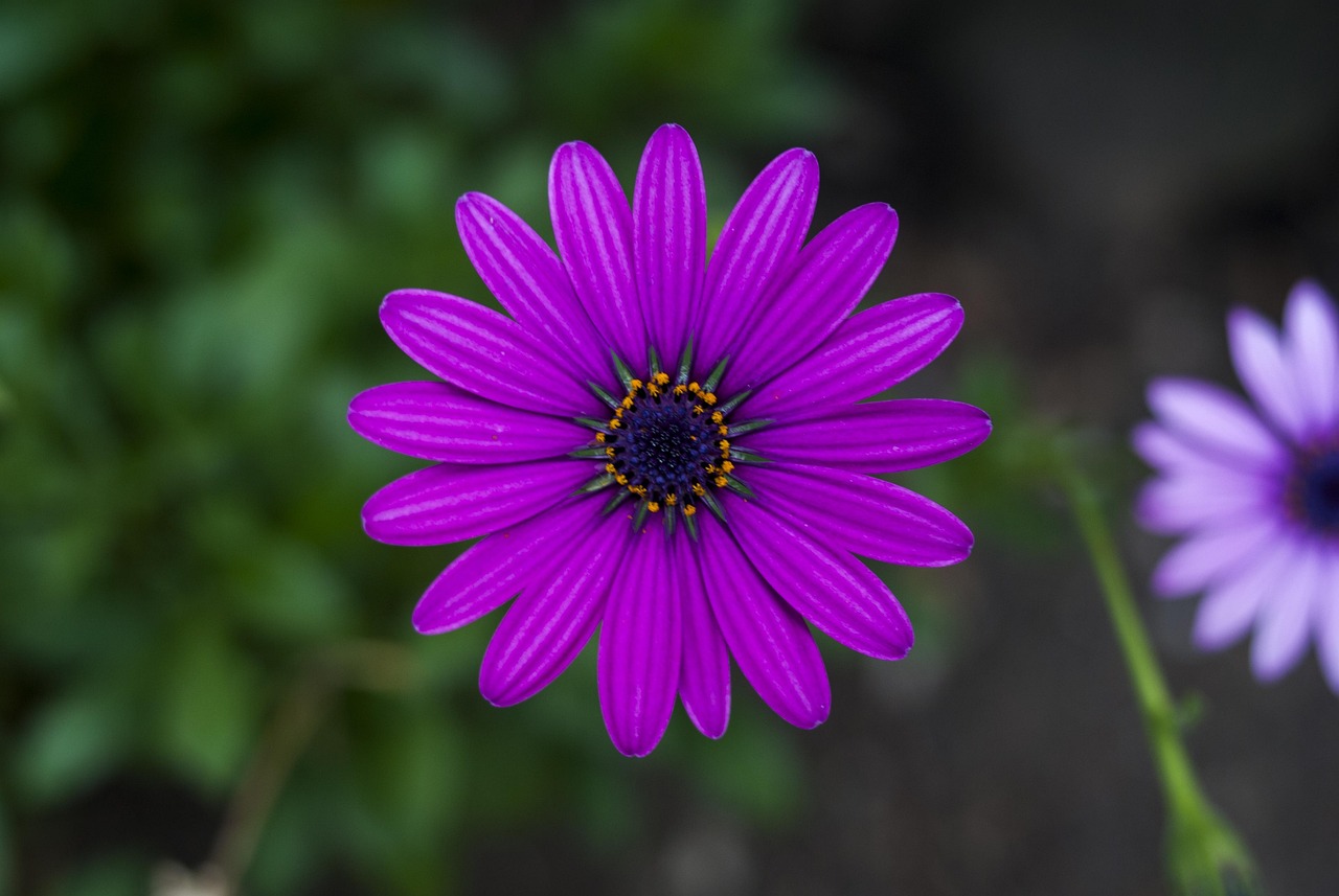 nomes de flores bonitas