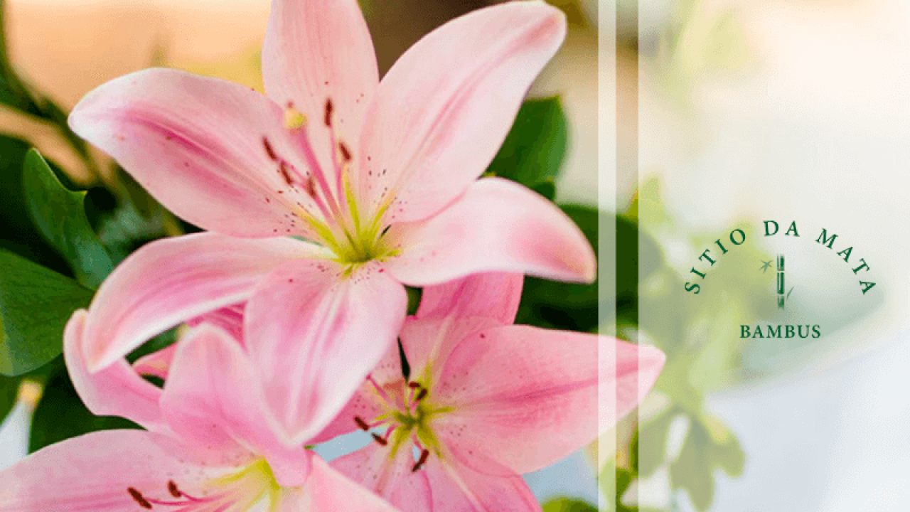 perfume de flores