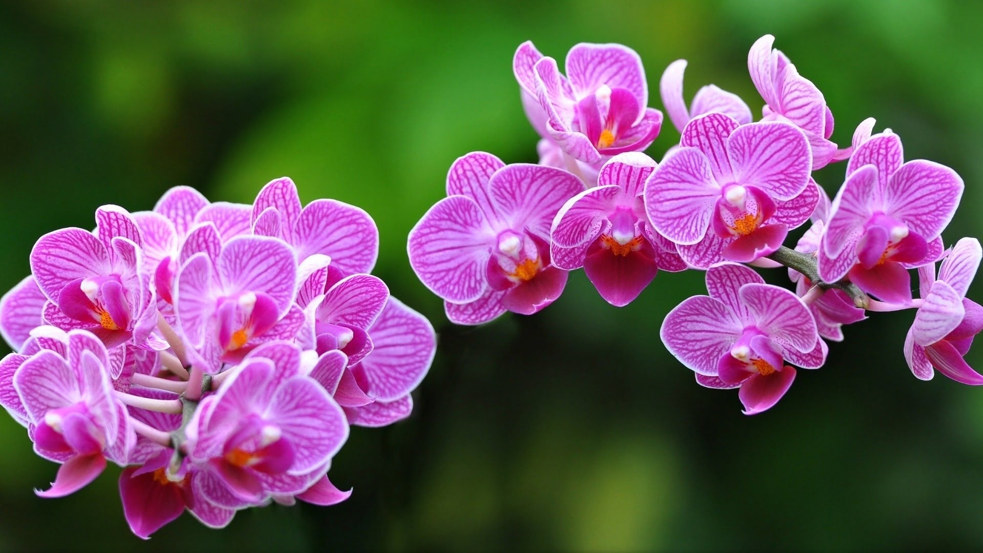 flores para decorar