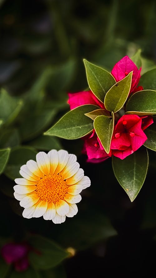 flores exóticas