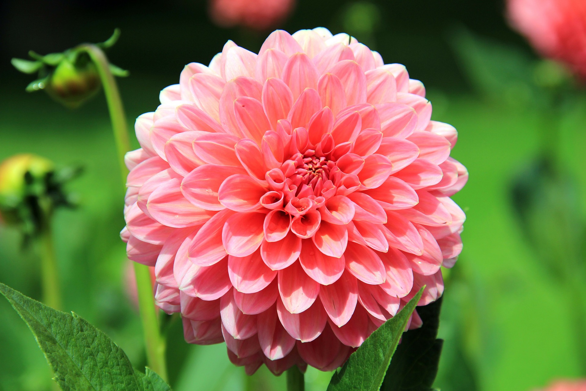 flores para cultivar em casa