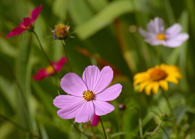 flores exóticas