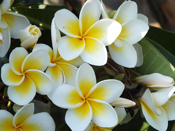 flores para cultivar em casa