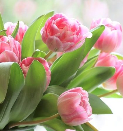 flores de jardim