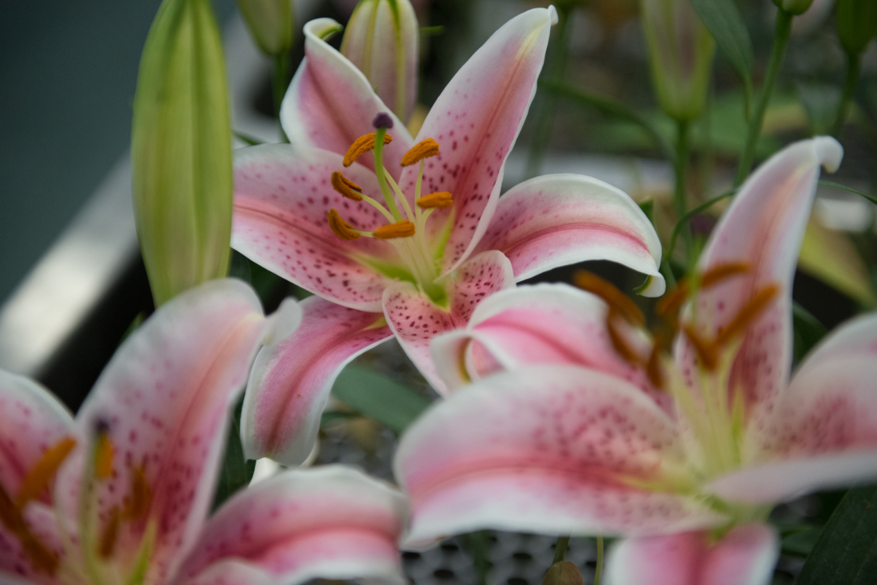 plantas perfumadas para jardim