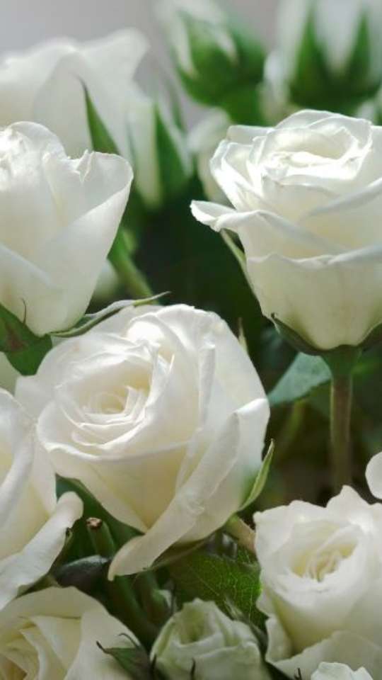 lavanda para relaxar