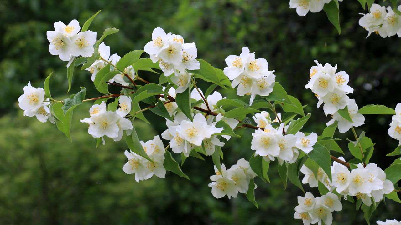 plantas com cheiro bom para casa