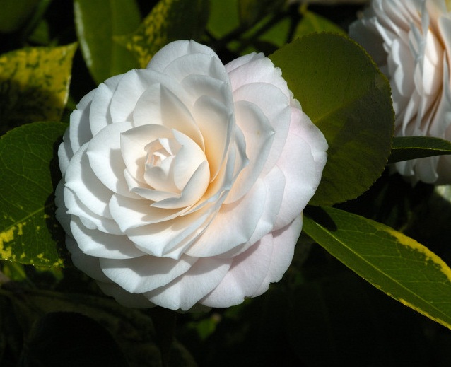 cuidados com flores perfumadas