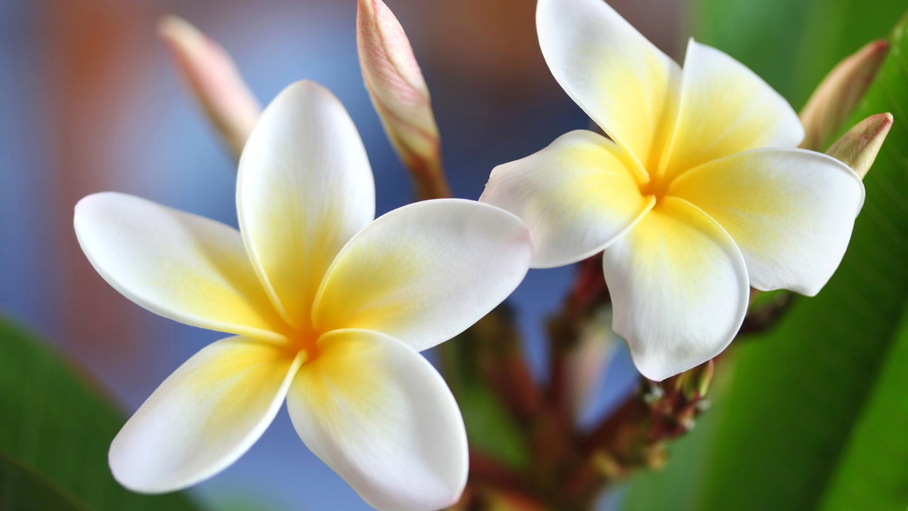 flores cheirosas para quarto