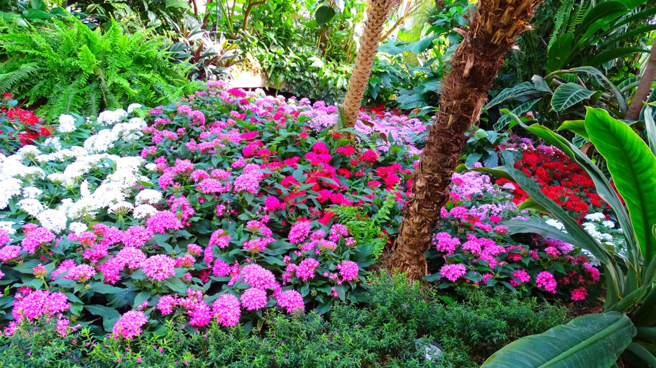 plantas perfumadas para jardim