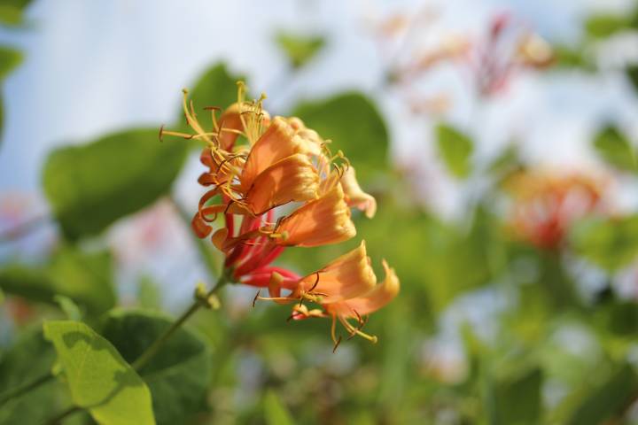 como escolher flor perfumada