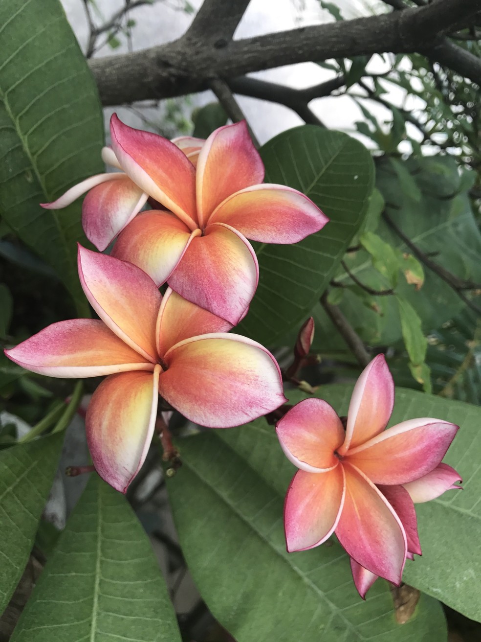 flores com perfume intenso