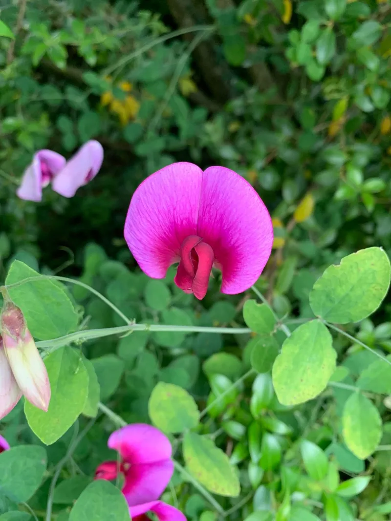 flores para perfumar ambientes