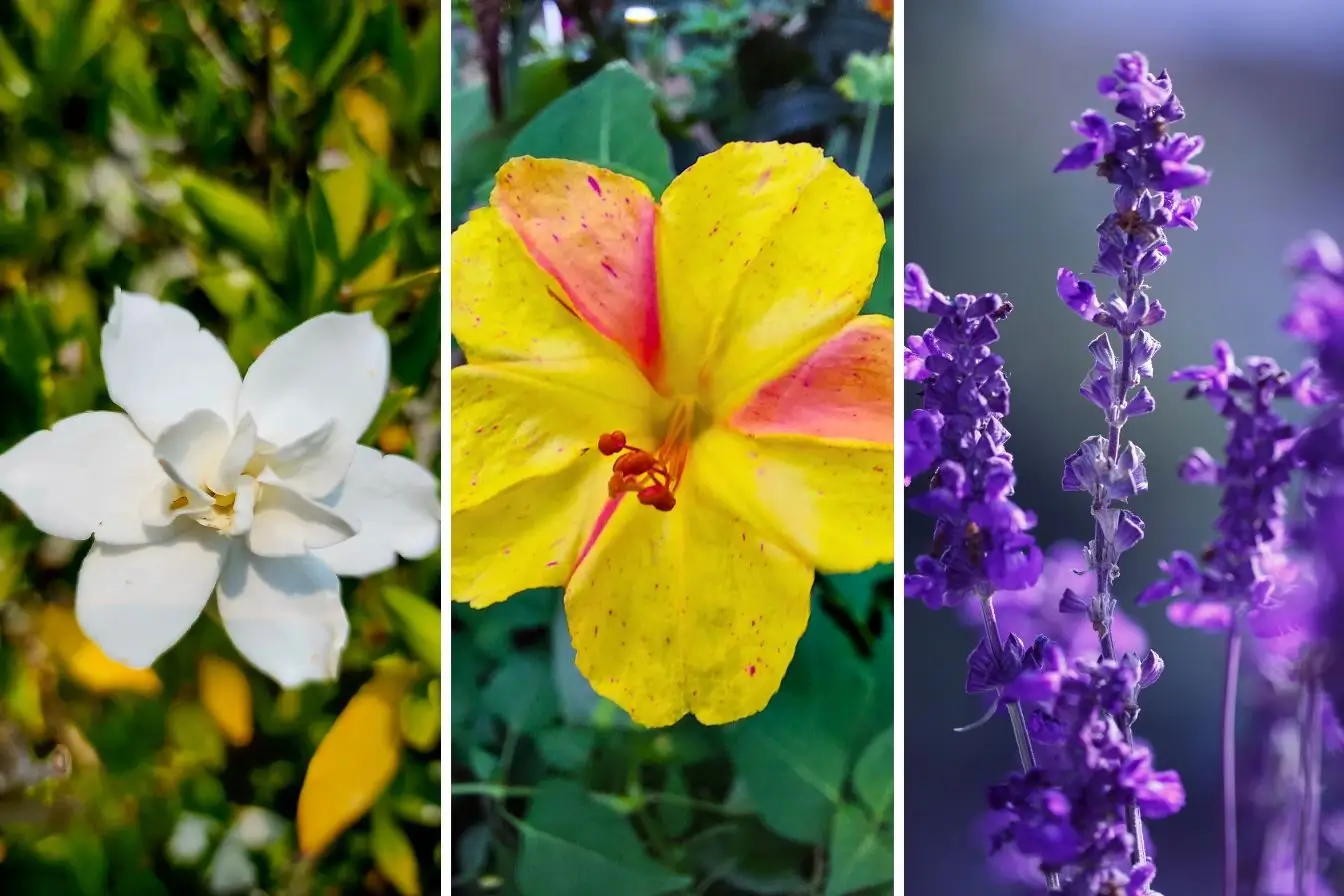 como escolher flor perfumada