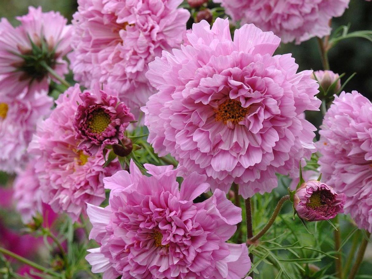 flor cosmos cores variadas