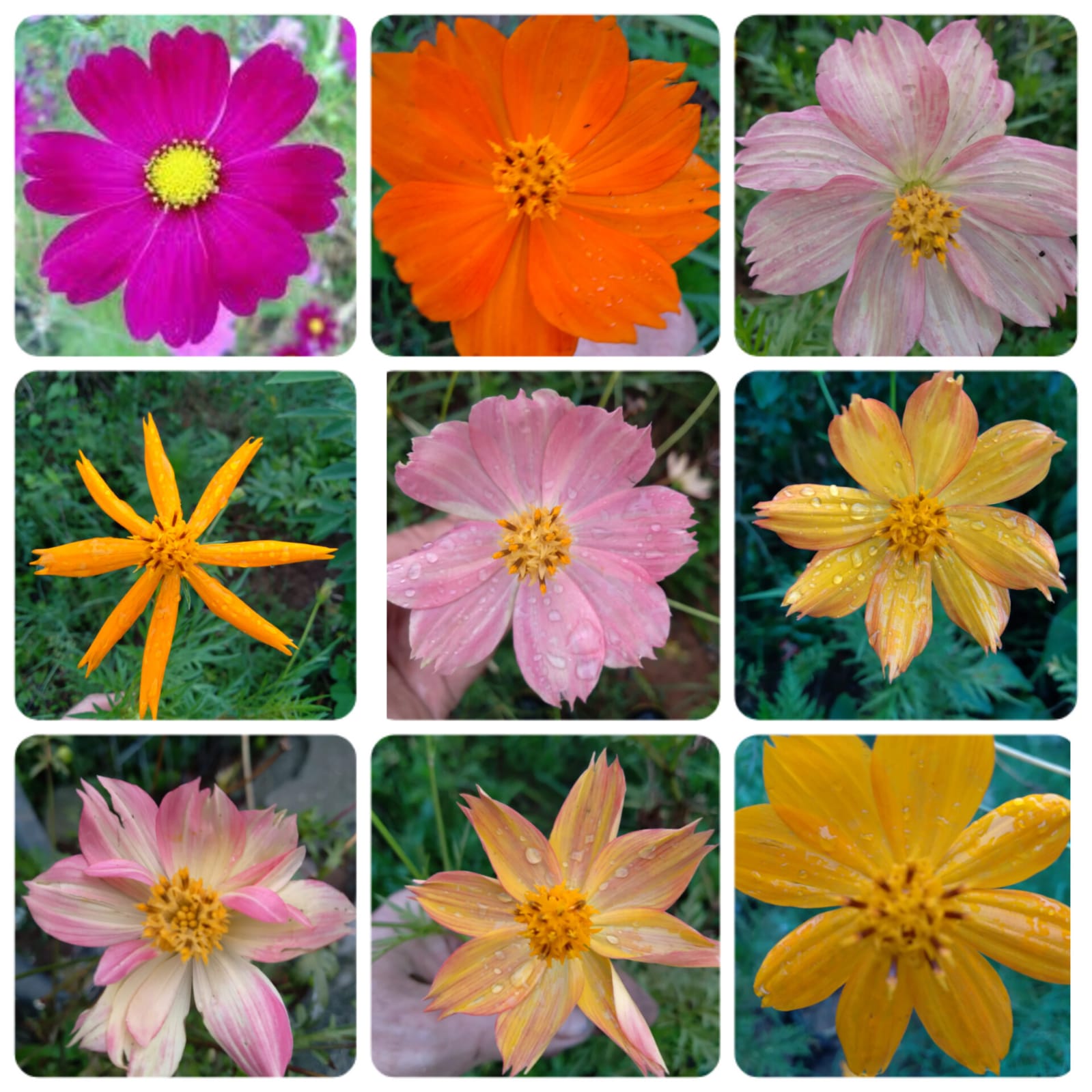 cosmos bipinnatus cores