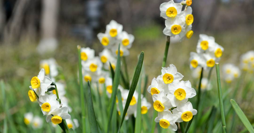 qual flor representa aries