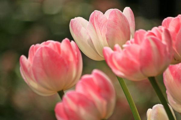 flor de aries significado