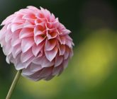 qual flor representa aries