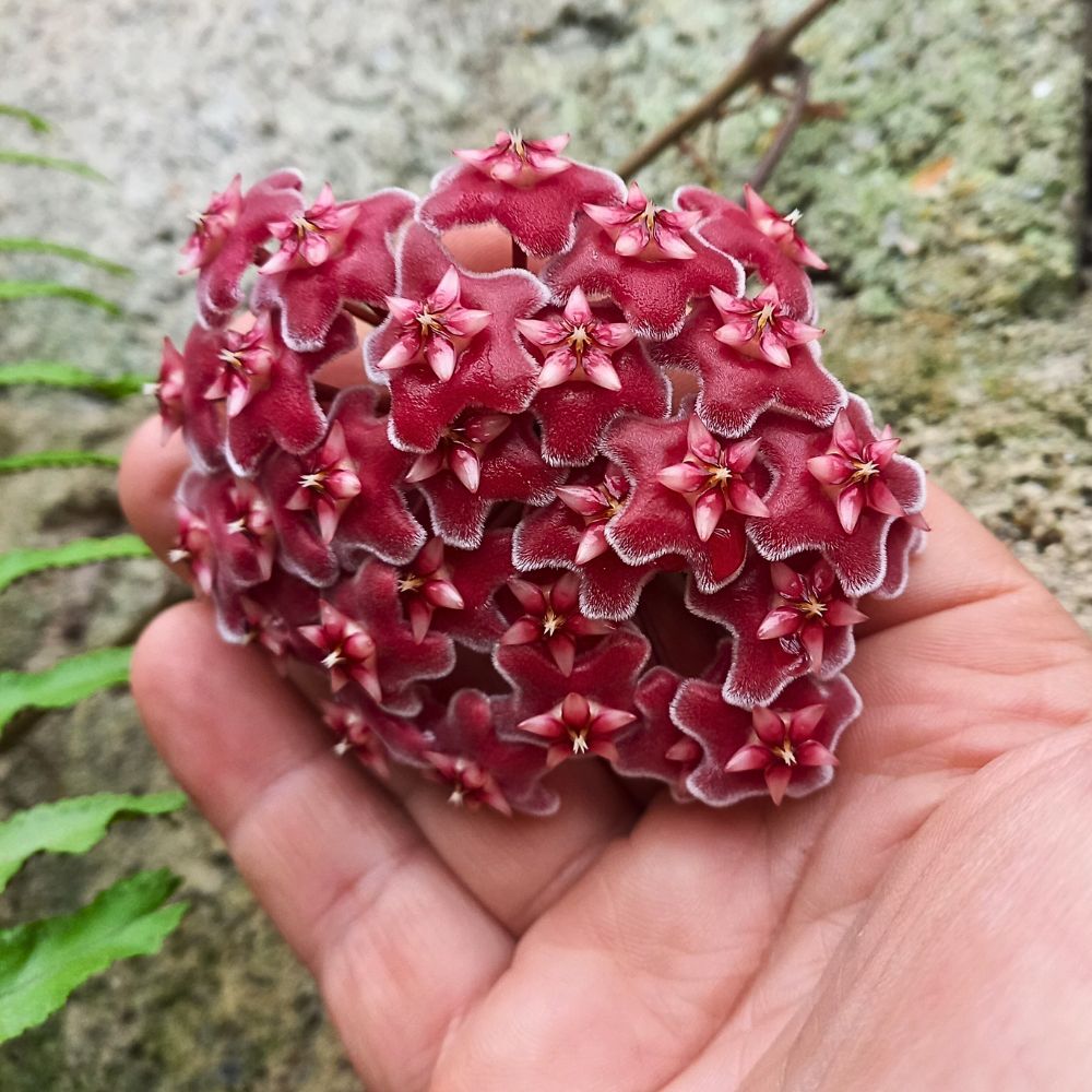 Hoya pubicalyx cuidados