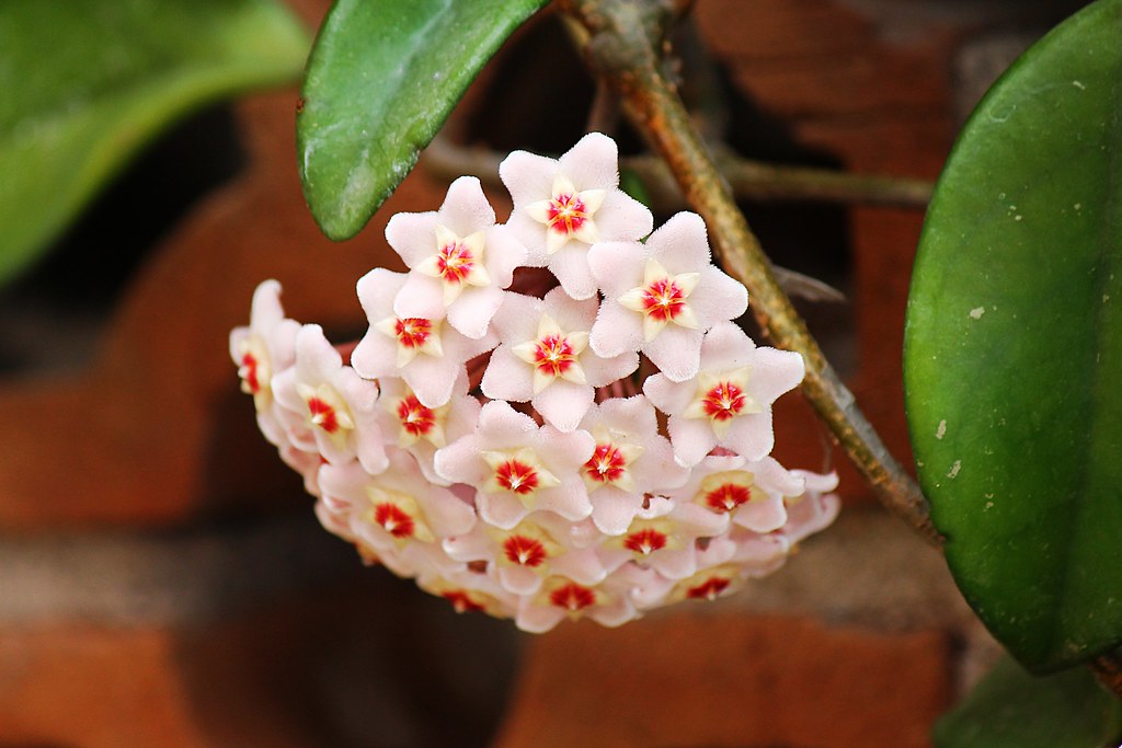 Hoya pubicalyx Dark Red