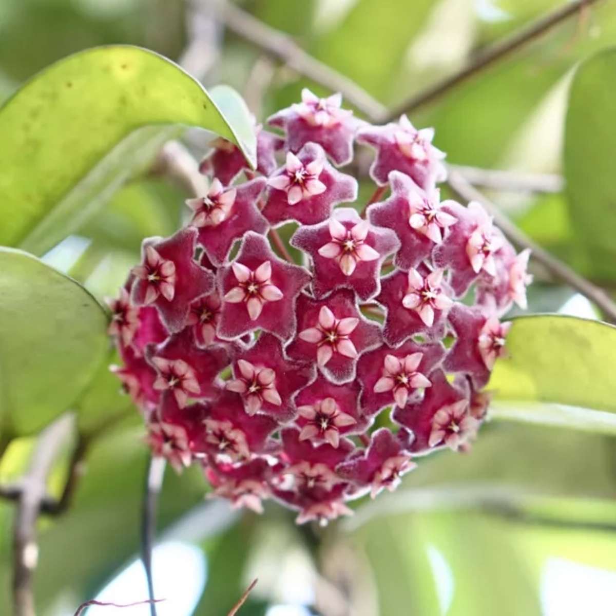 Hoya kerrii vermelha