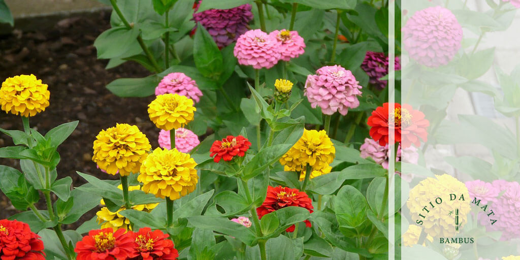 flores de nascimento de fevereiro