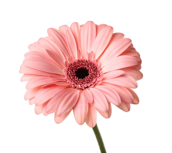 flores de fevereiro e março