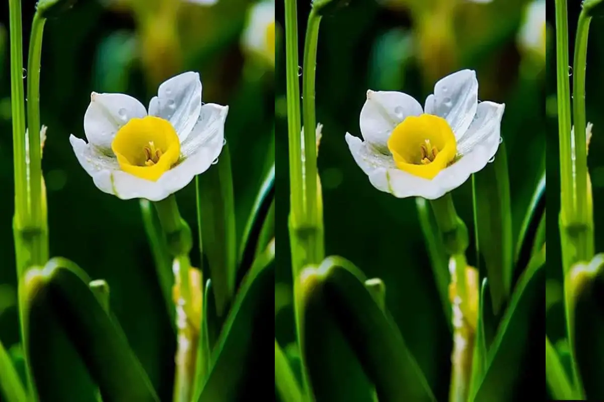 flores para aquário e peixes