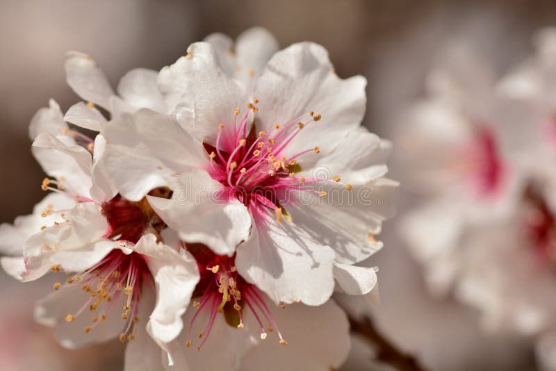 flores de verão Brasil