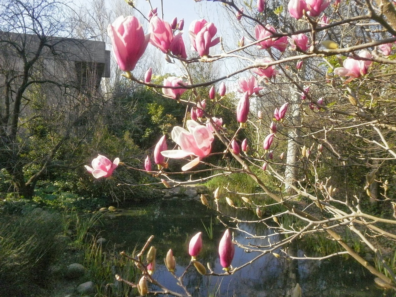 flores que florescem em fevereiro