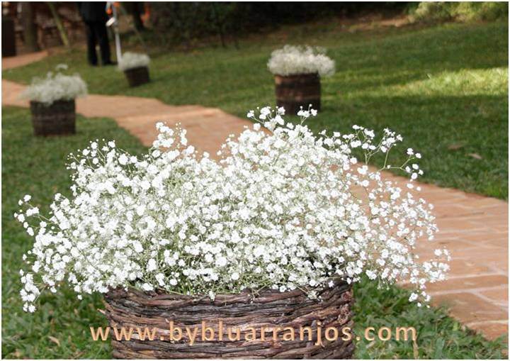 flores de nascimento de fevereiro