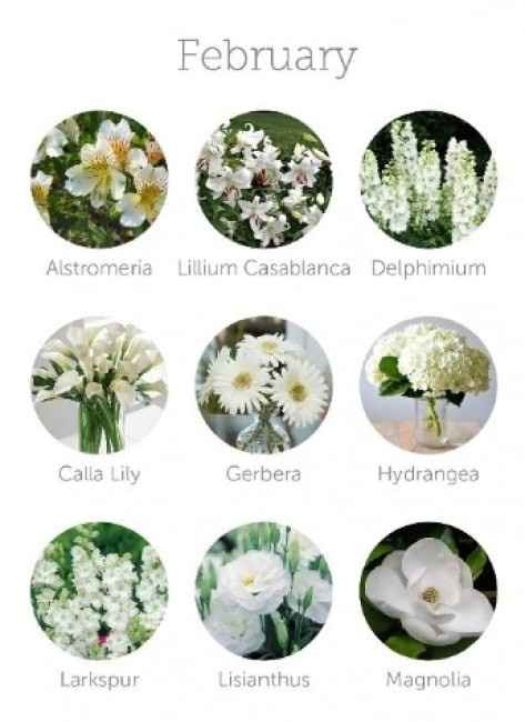 flores de verão Brasil