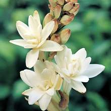 cuidados com flores em fevereiro