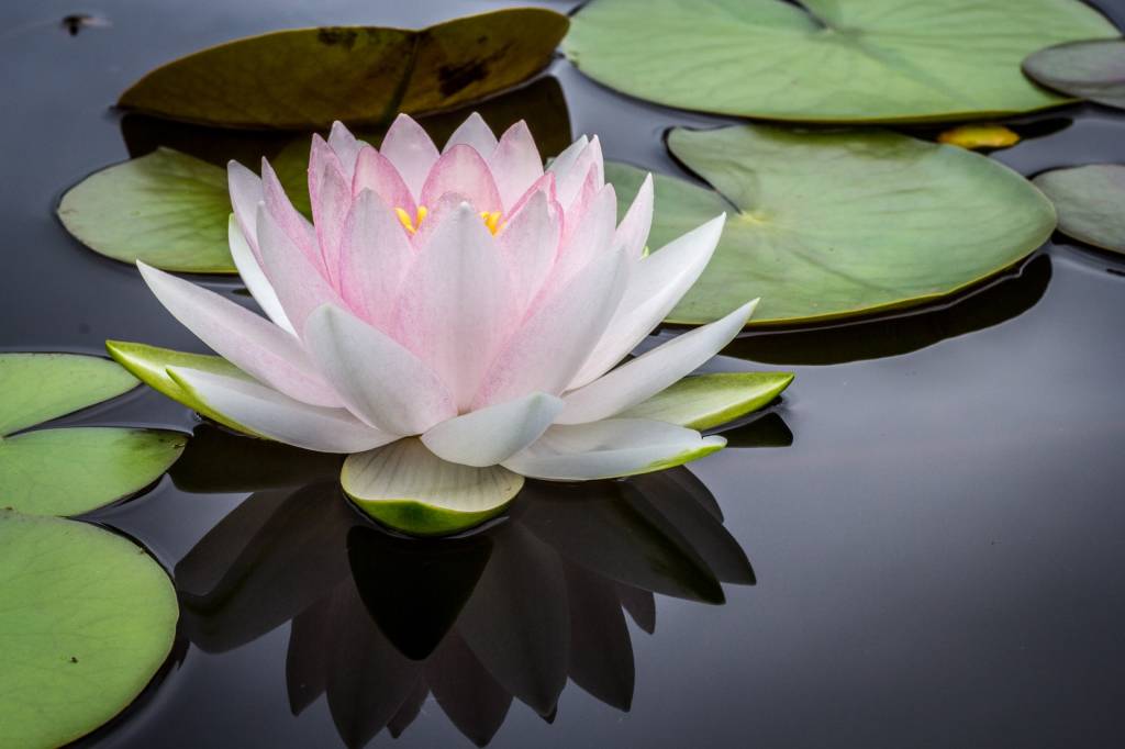 significado flor de lótus