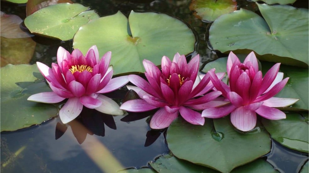 flor de lótus resiliência