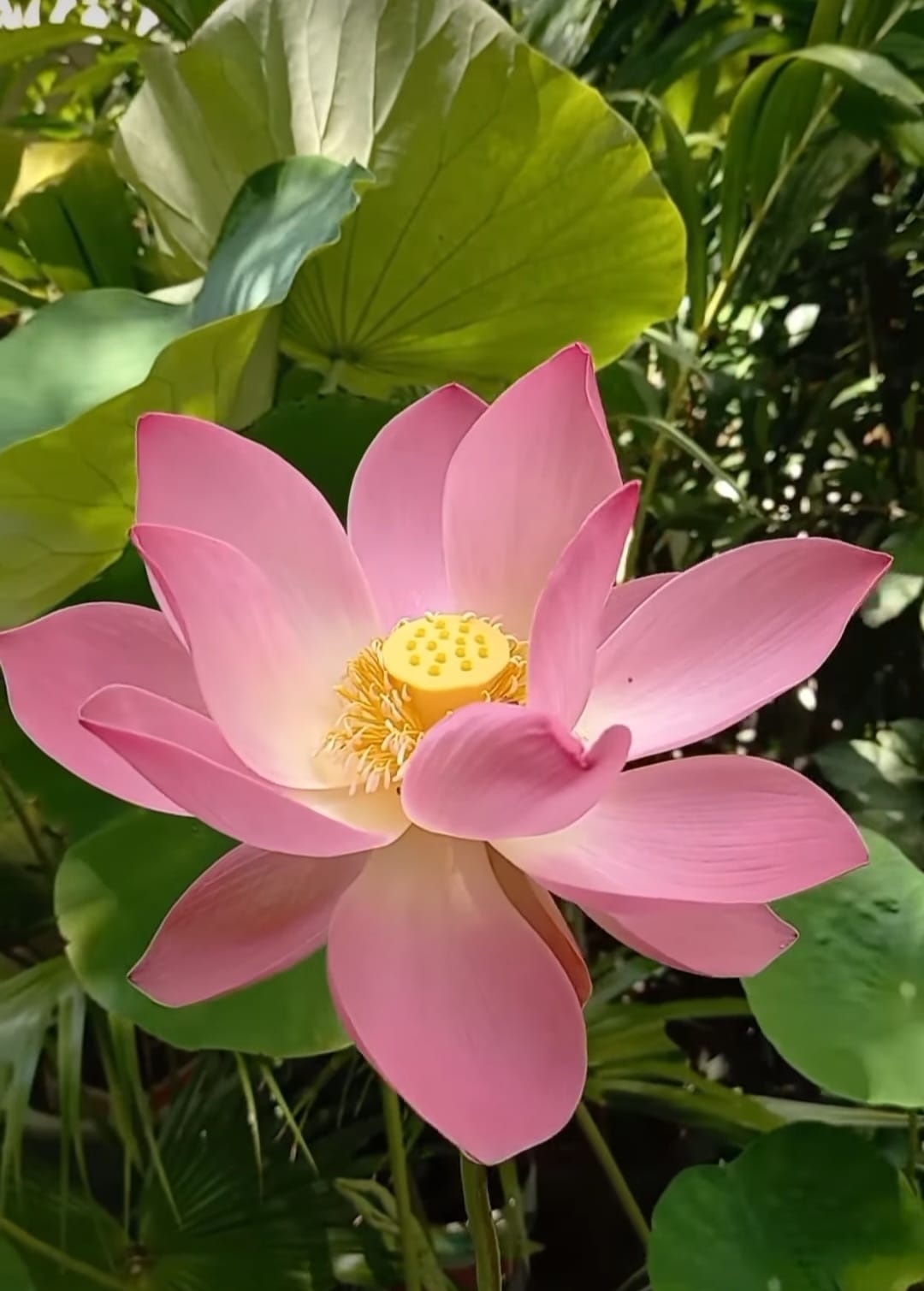 flor de lótus espiritualidade