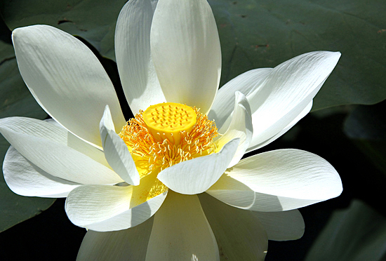 lenda da flor de lótus