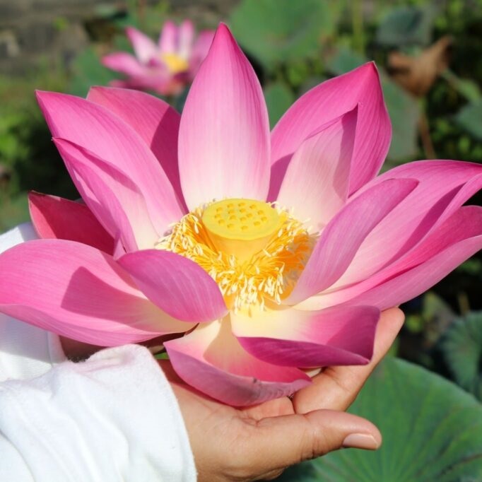 significado flor de lótus