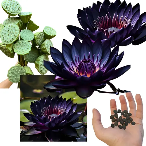 flor de lótus tatuagem