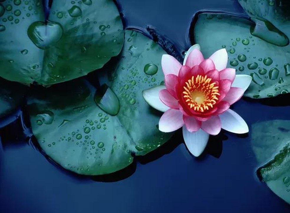 flor de lótus hinduísmo