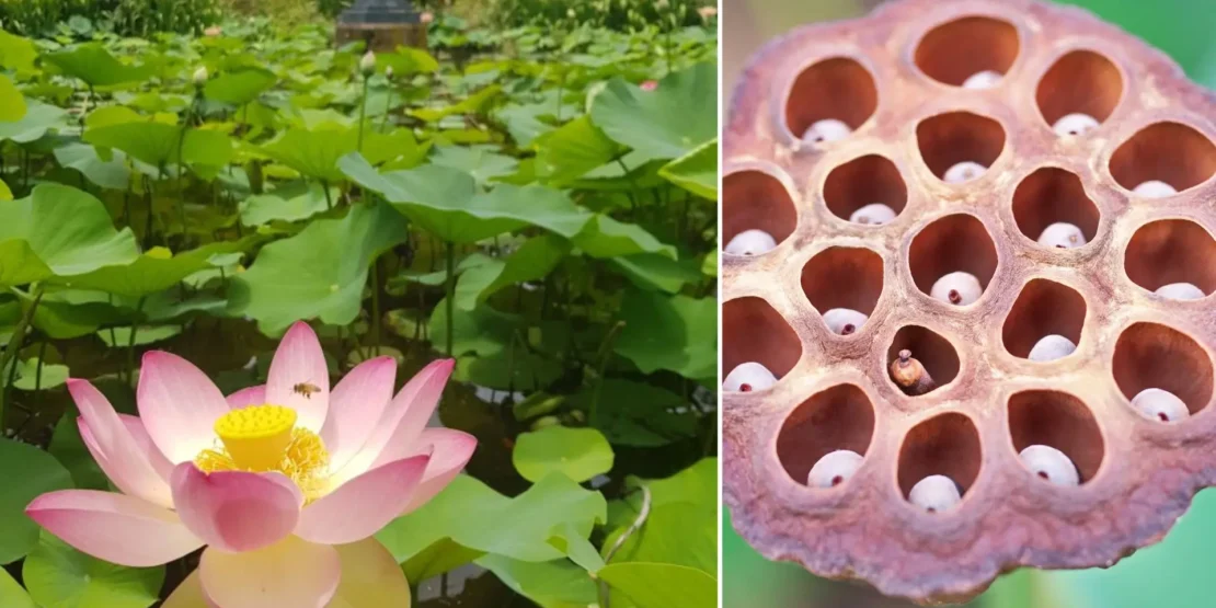 flor de lótus culinária